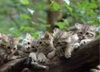 5 kleine Wildkatzen